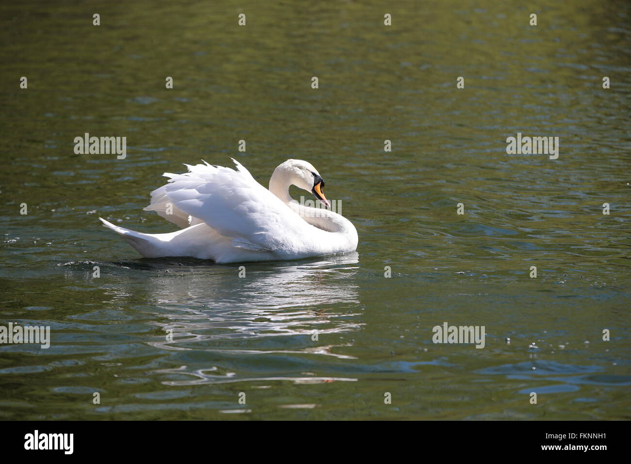 mute swan (Cygnus olor), attacks Stock Photo Alamy