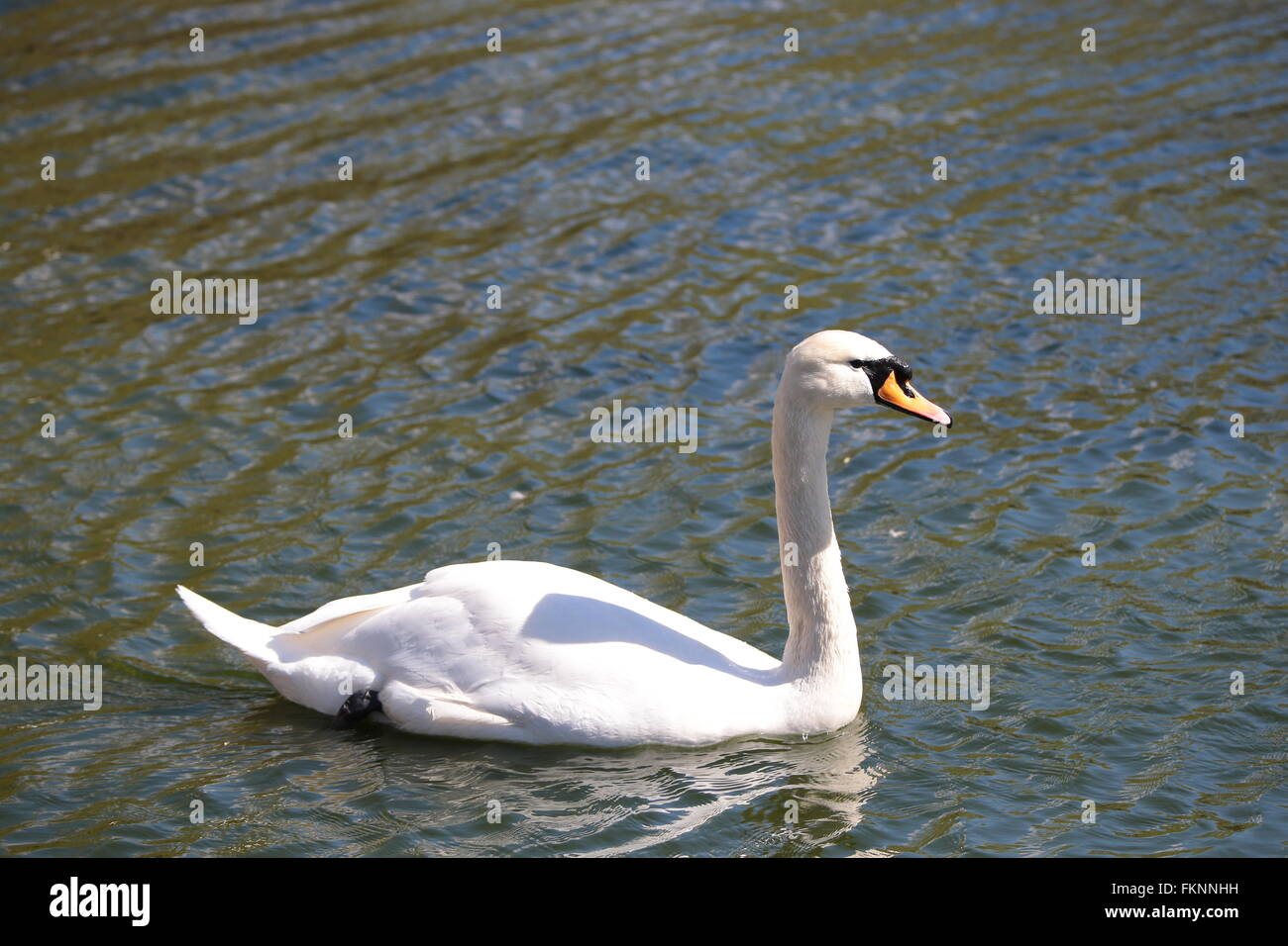 Mute swans attacking hires stock photography and images Alamy