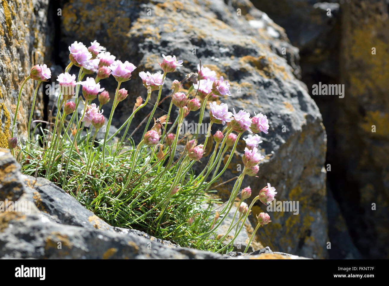 Sea thrift (Almeria maritima). Flowers of plant in family Pumbaginaceae, growing on rocky British coastline Stock Photo