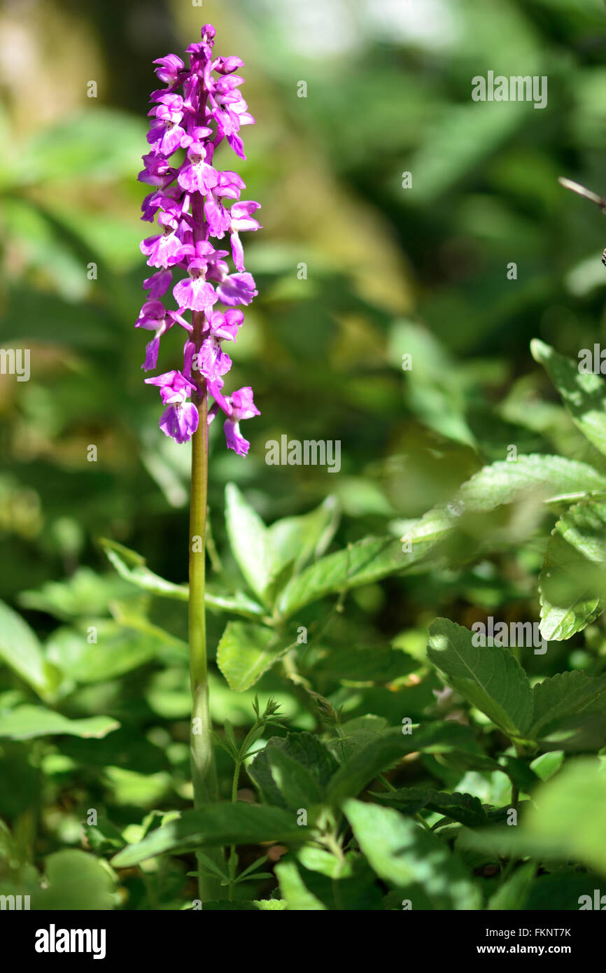 Early purple orchid (Orchis mascula). An orchid in flower in a British woodland, with dappled sunlight Stock Photo