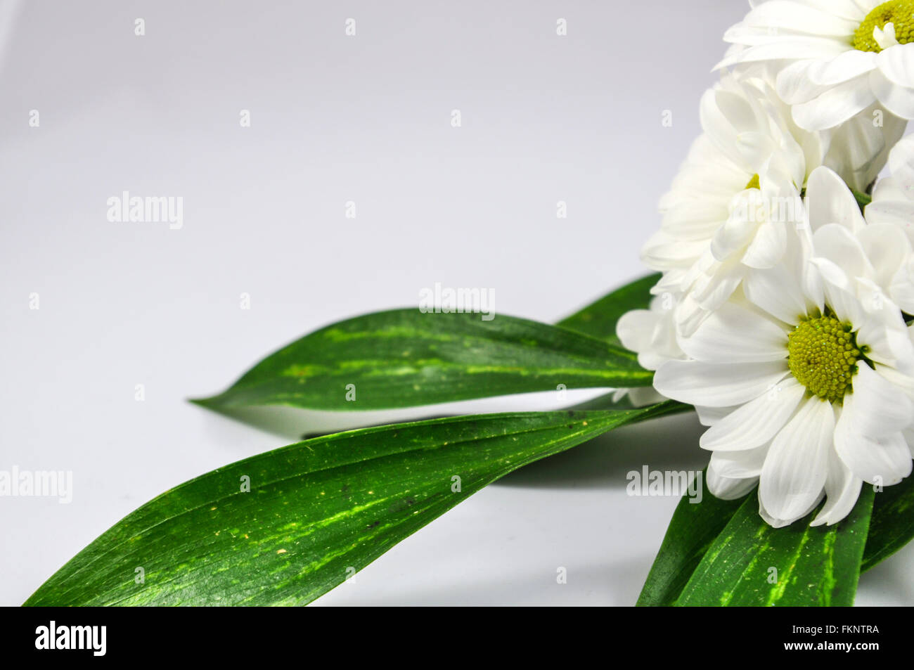 Chrysanthemum green hires stock photography and images Alamy