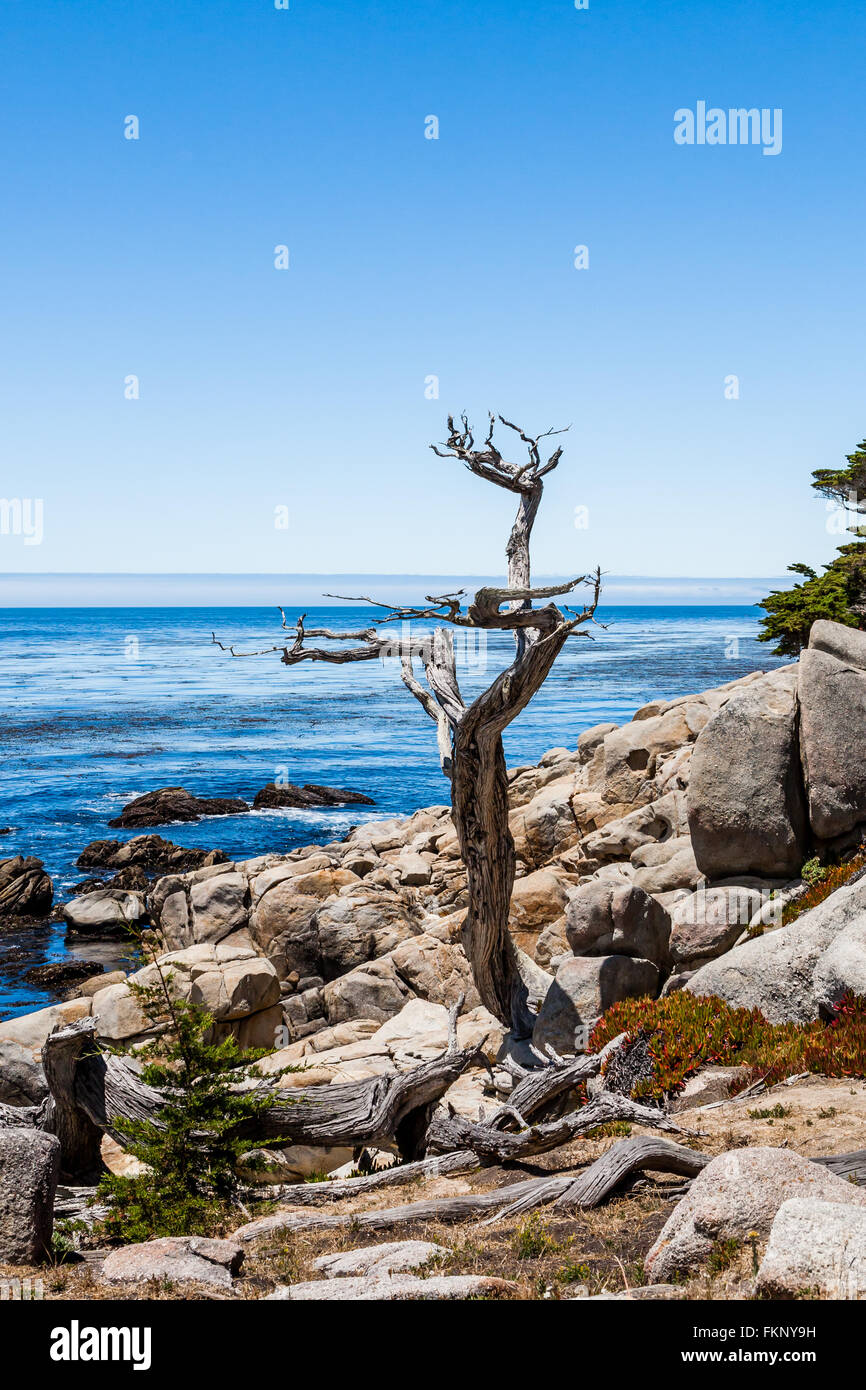 Pescadero Point, 17 Mile Drive, Big Sur, California, USA - July 1, 2012: The 17 Mile Drive is a scenic road through Pacific Grov Stock Photo
