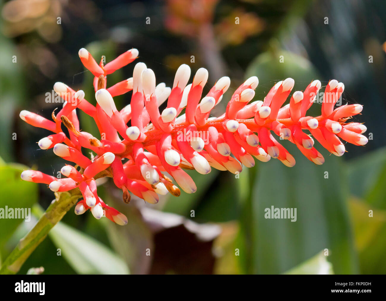 Flora / flowers photographed in Brisbane Botanic Gardens, Queensland, Australia Stock Photo