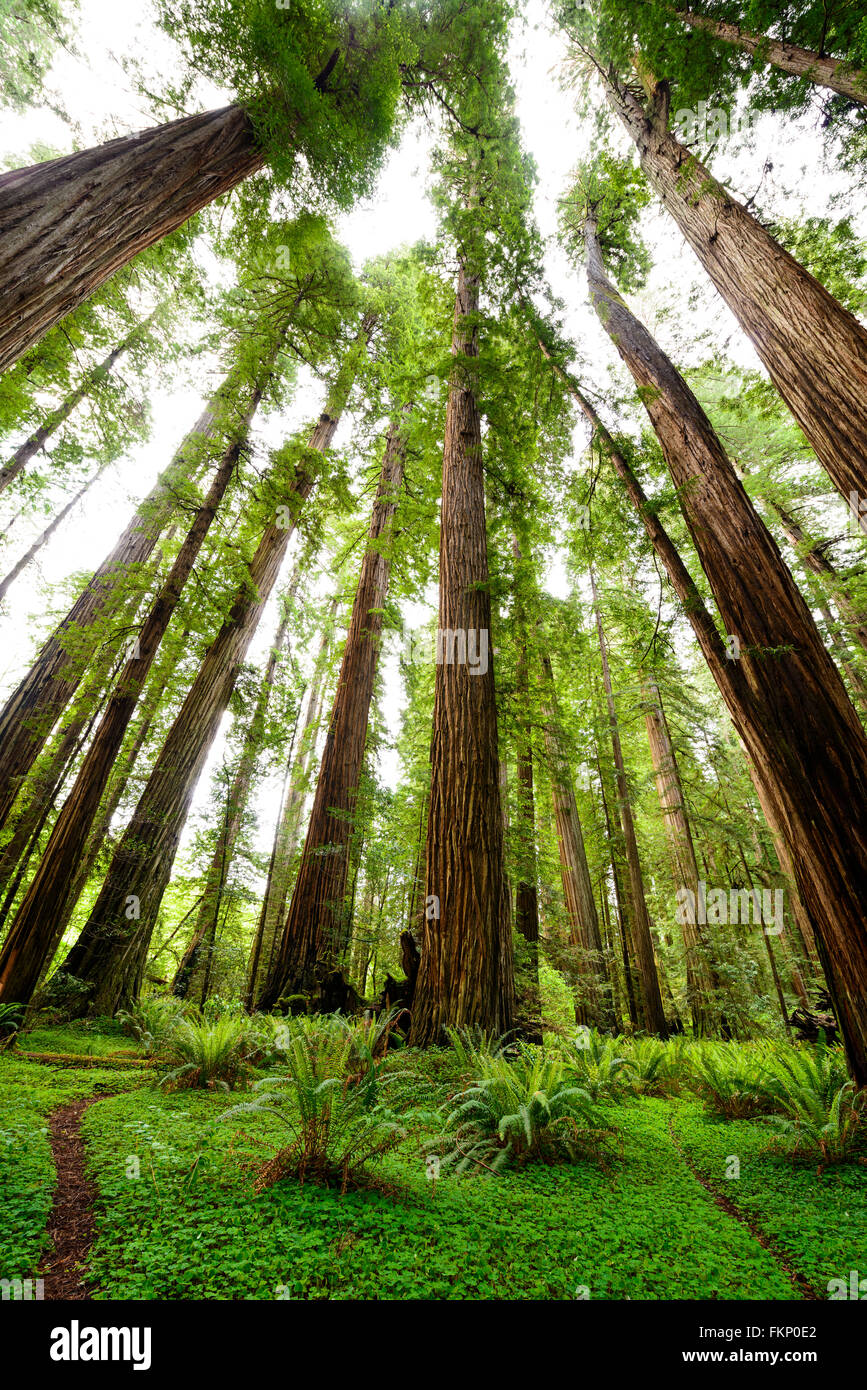 Clover covered trails through the giant redwoods at Jedediah Smith State Park in Northern California, USA. Stock Photo
