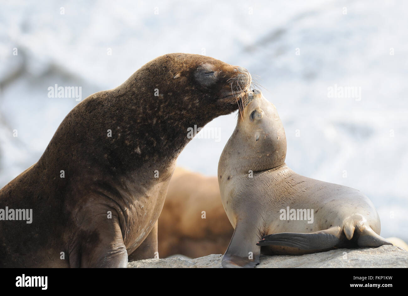 a-female-south-american-sea-lion-otaria-flavescens-and-her-pup-on-a