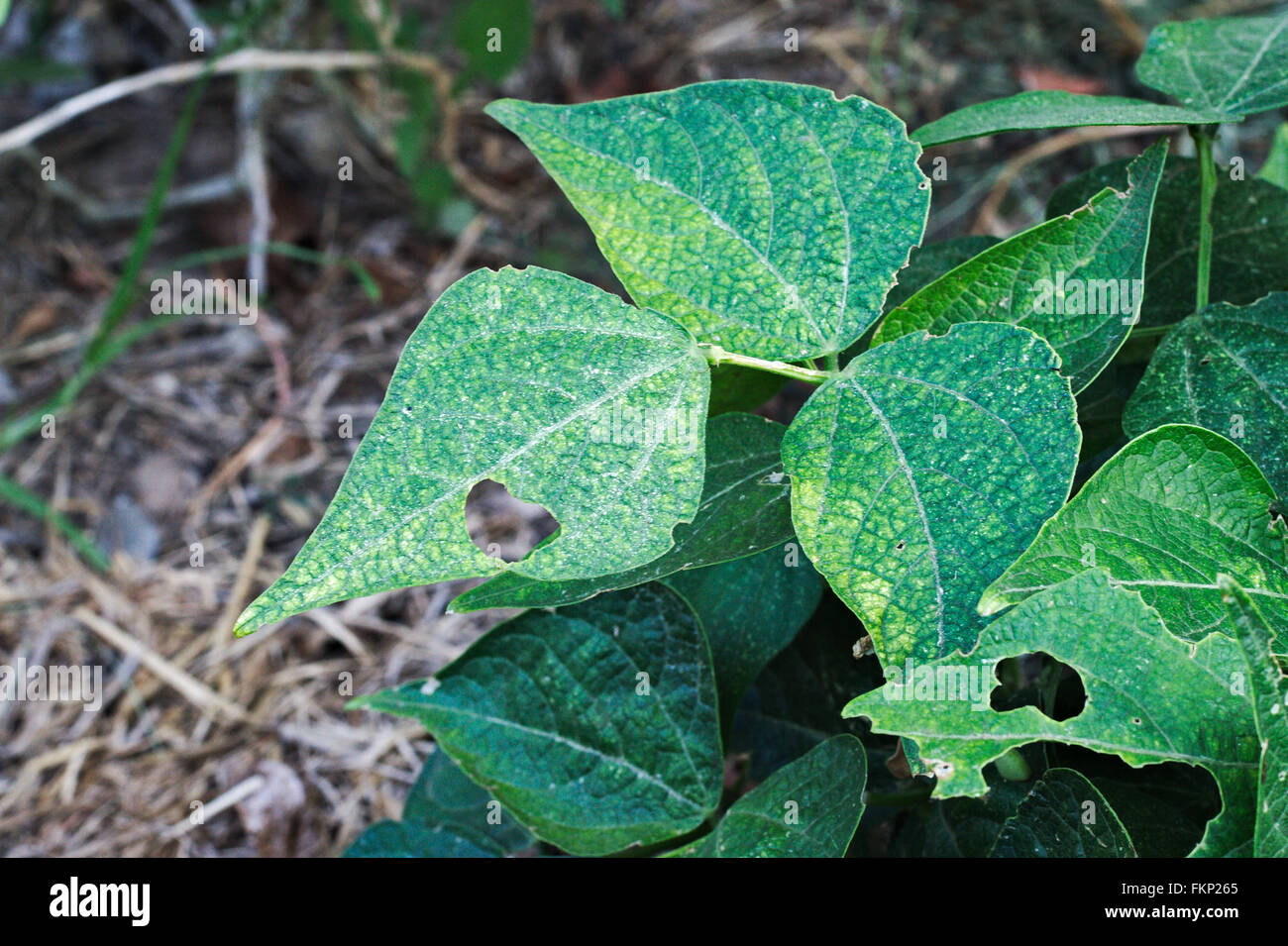 Caterpillar damage in the leaves of a domestic bush bean plant Stock