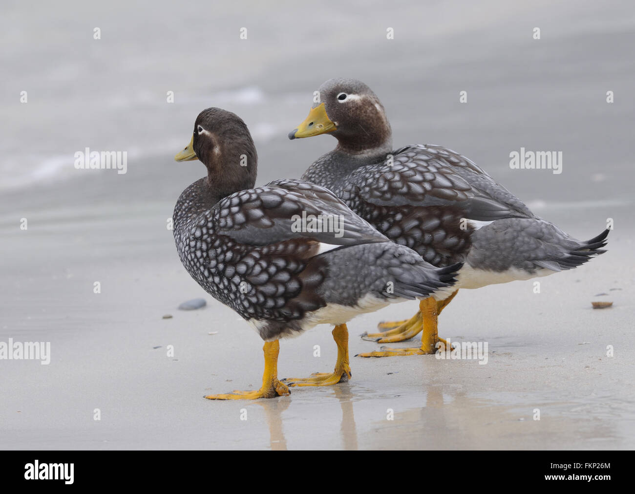 Falkland Steamer Ducks or Loggers (Tachyeres brachypterus) on the beach at  Carcass Island. . Carcass Island, Falkland Islands. Stock Photo