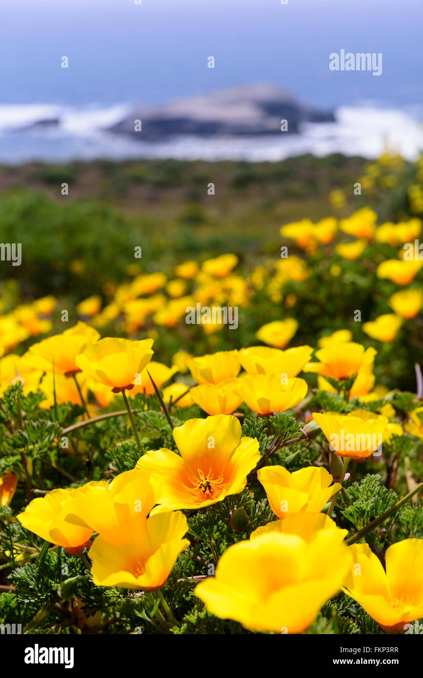 Point Reyes Poppy Flower California poppies,and many other flowers cover the 4.5 mile Tomales ...