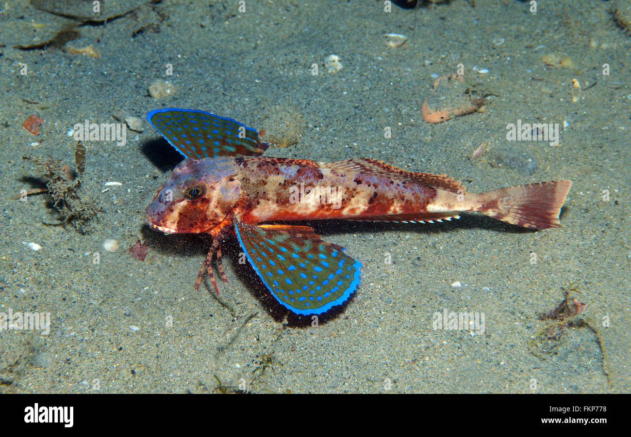 gurnard fish swims into the sea showing his colors Stock Photo - Alamy