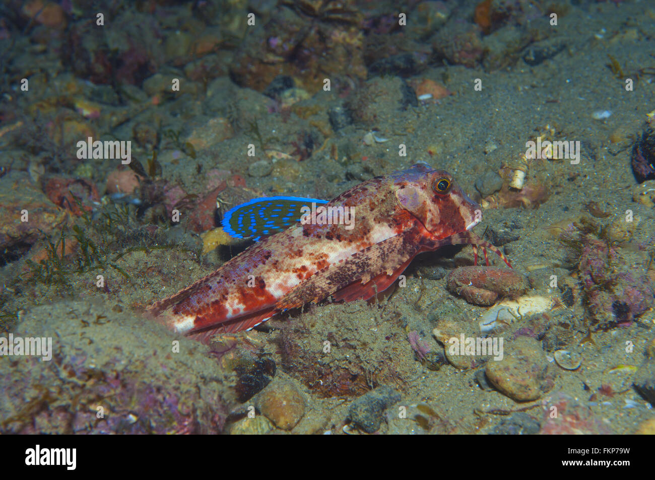 gurnard fish swims into the sea showing his colors Stock Photo - Alamy