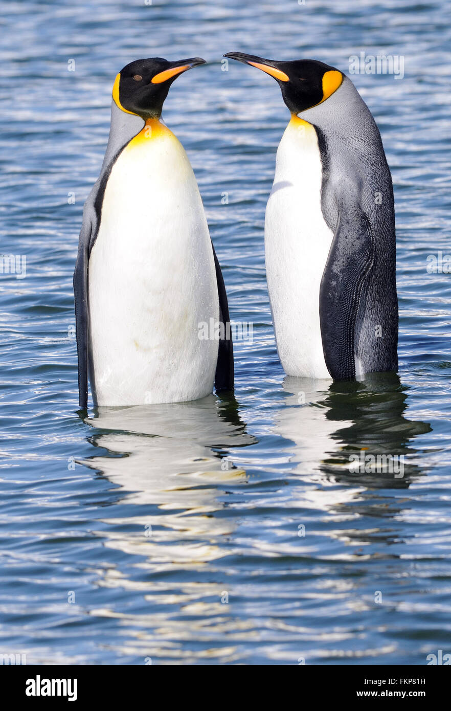 Two King penguins (Aptenodytes patagonicus) stand in shallow water near their nesting colony. Salisbury Plain, Bay of Isles, South Georgia. Stock Photo