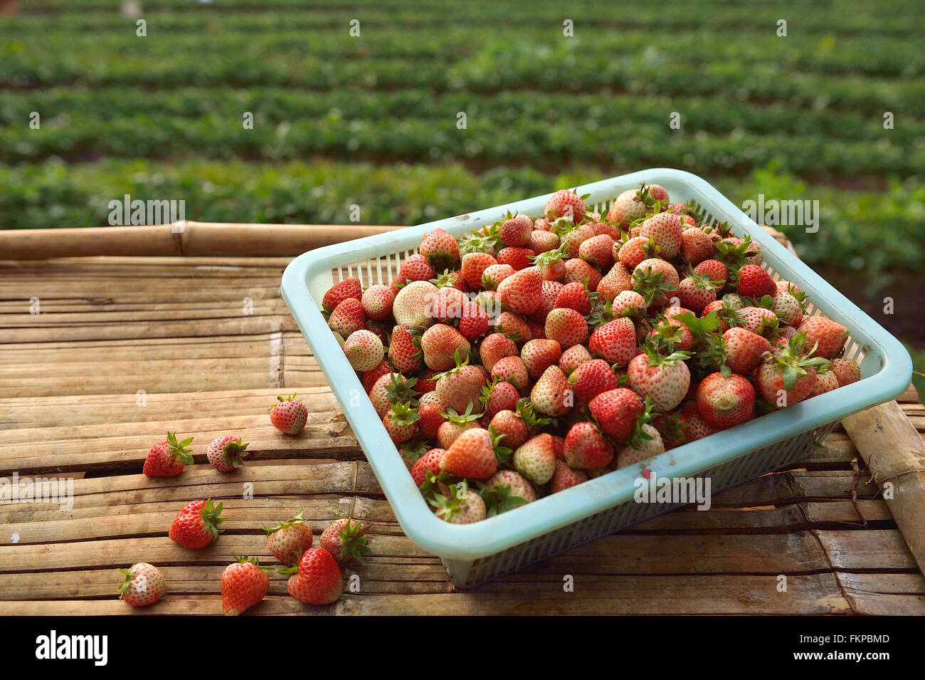 Strawberry farm at Doi angkhang , Chiangmai province Stock Photo
