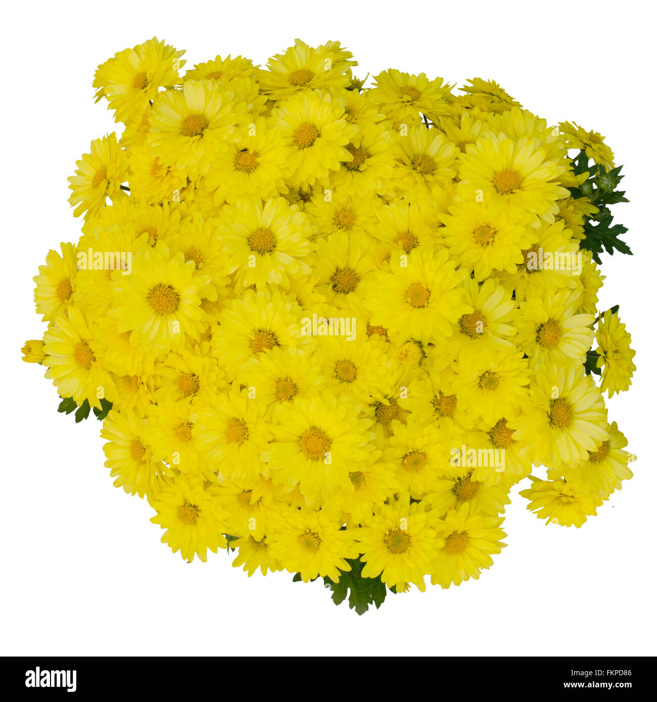 Chrysanthemum flower bud on hi-res stock photography and images - Alamy