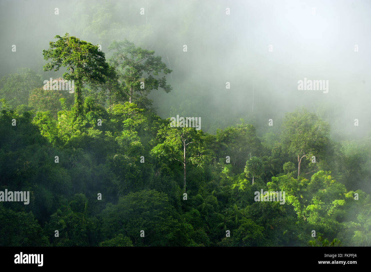 mist on hill side and green nature. at kangkrajan, Thailand. Stock Photo