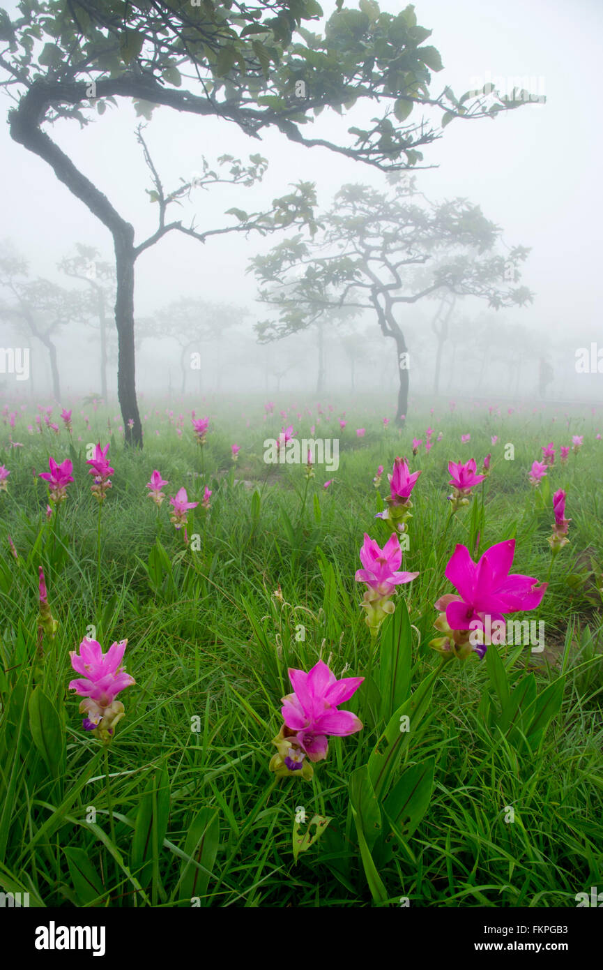Siam Tulip Field in misty morning Stock Photo
