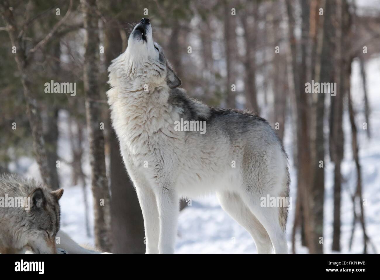 Howling Wolves Stock Photo