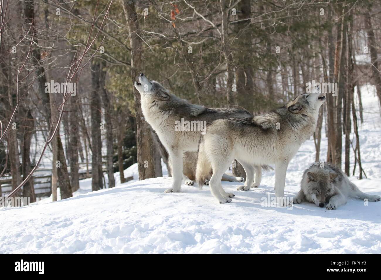 Howling Wolves Stock Photo