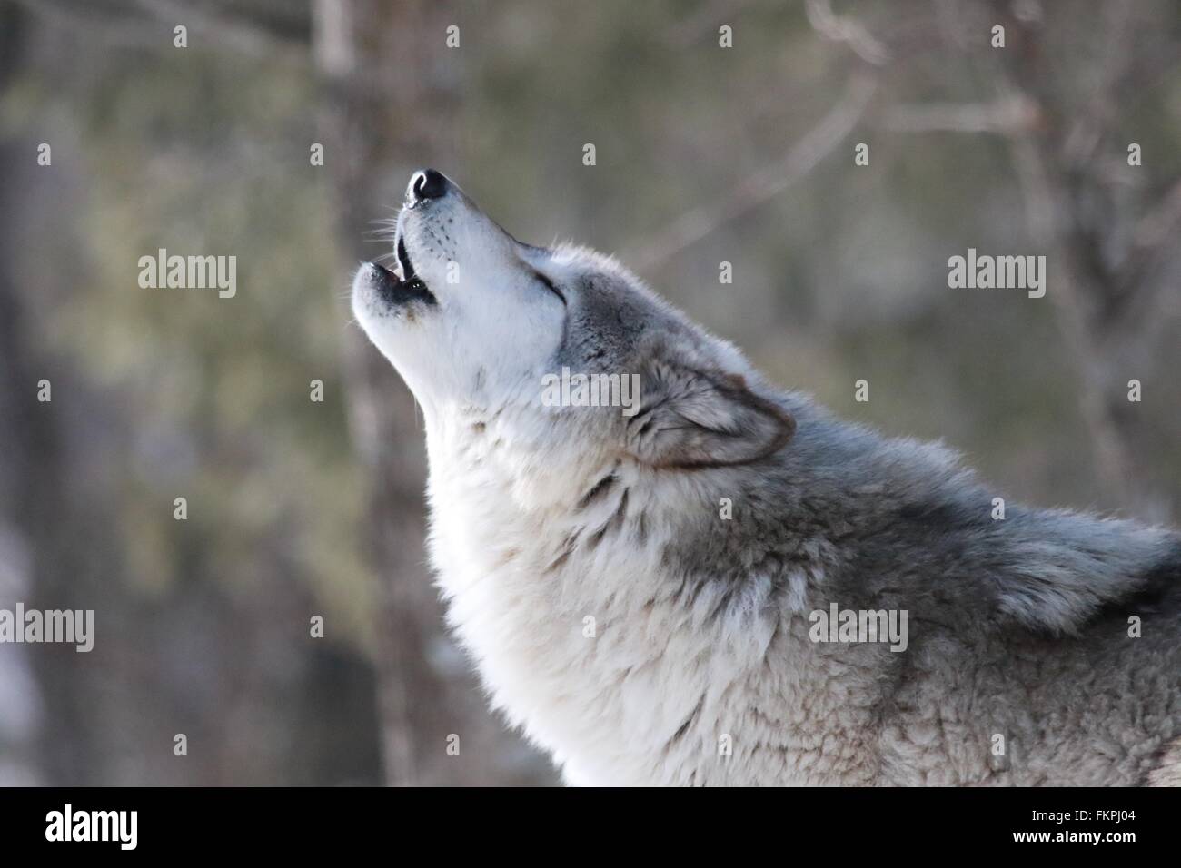 Howling wolf hi-res stock photography and images - Alamy