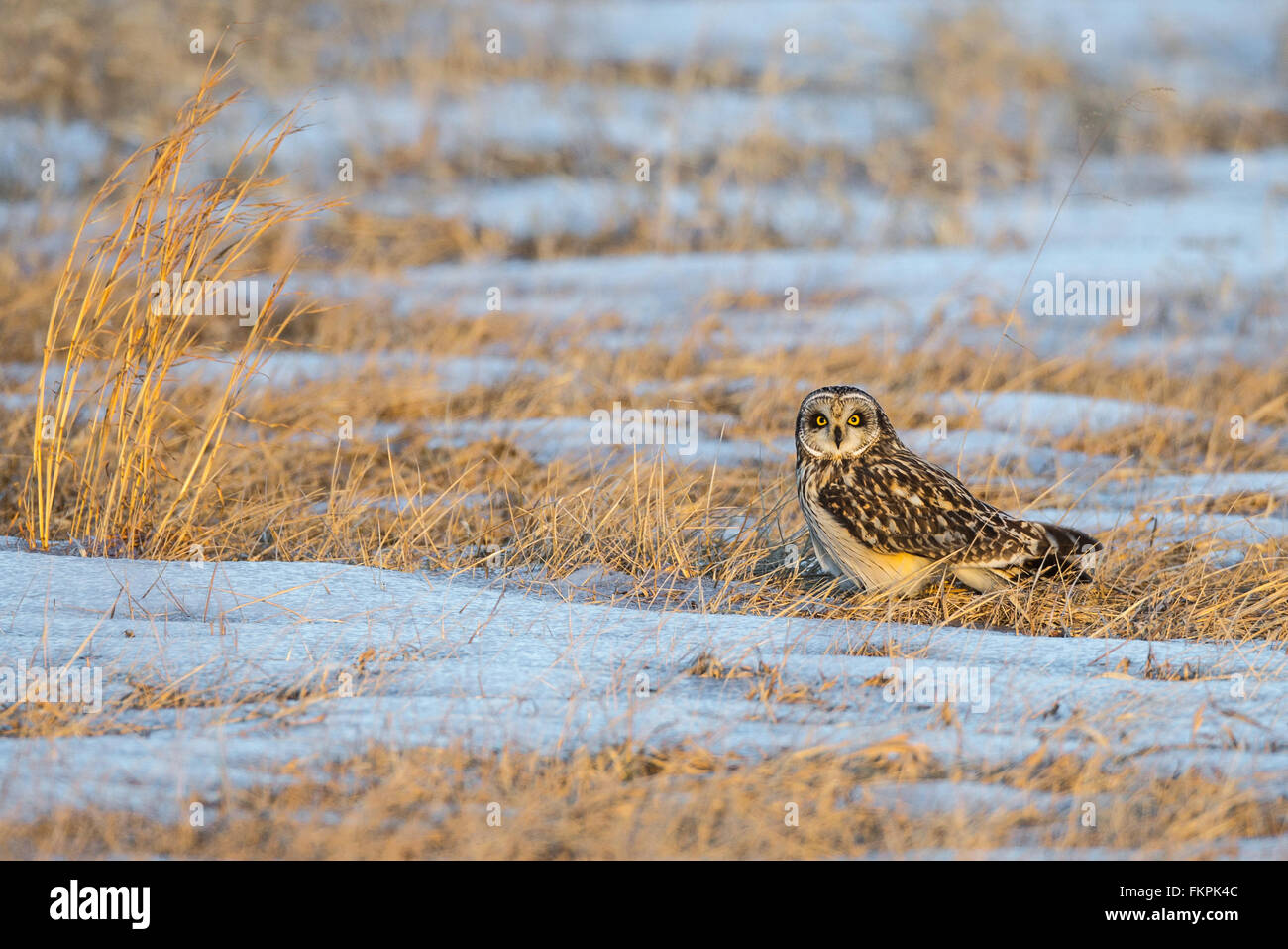 Short-eared owl standing on snowy field while hunting Stock Photo