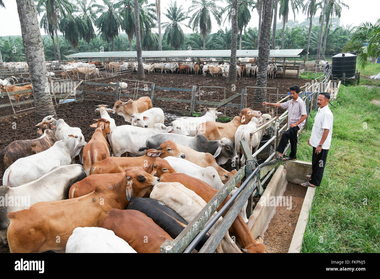 Cattle feedlot america hires stock photography and images Alamy