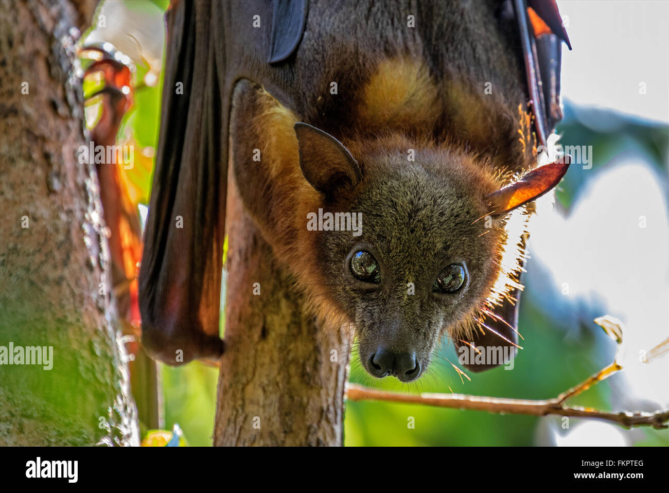 Fruit Bats (Flying Fox) roosting in Redcliffe Botanic Gardens, Queensland, Australia Stock Photo