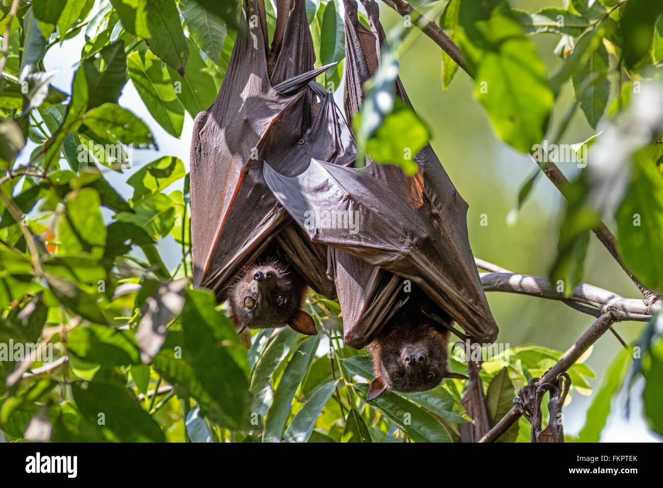 Redcliffe botanic gardens hires stock photography and images Alamy