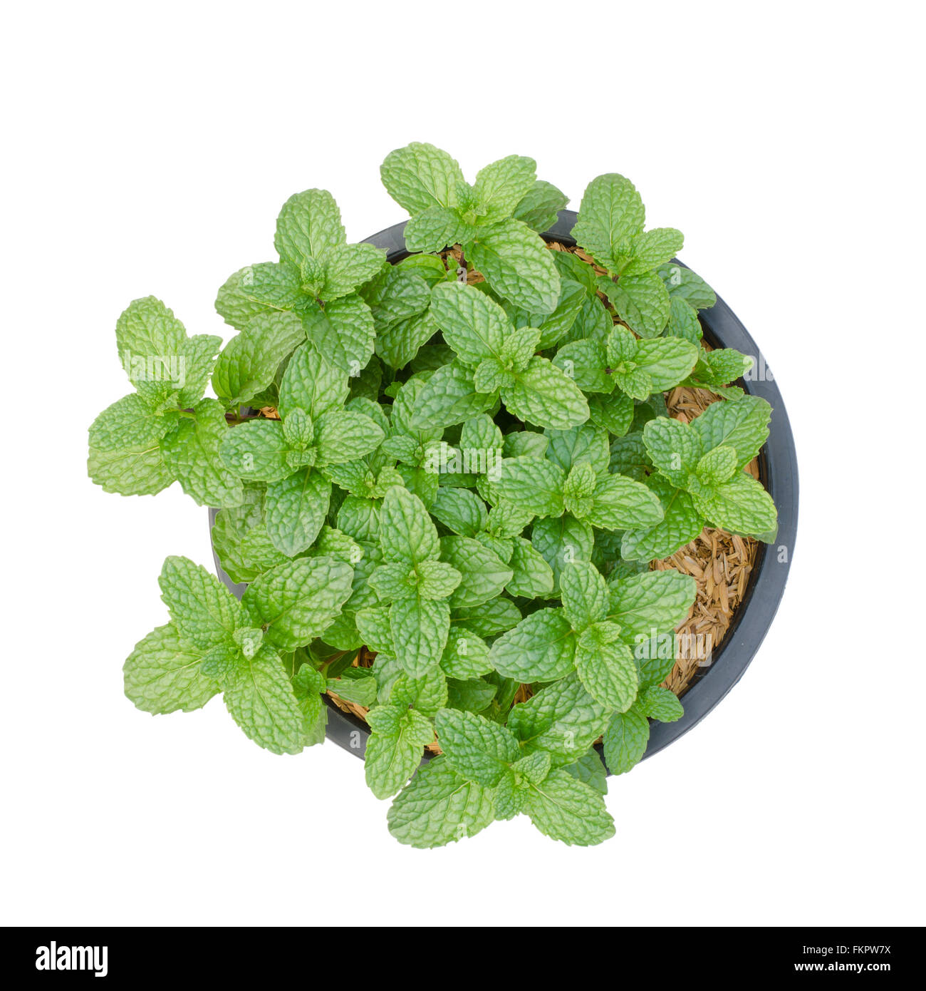 peppermint isolated on white background Stock Photo