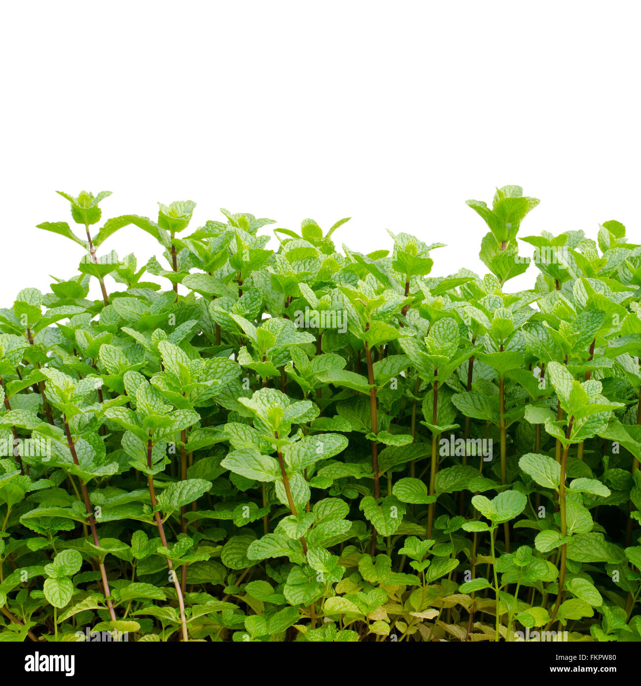 peppermint isolated on white background Stock Photo - Alamy