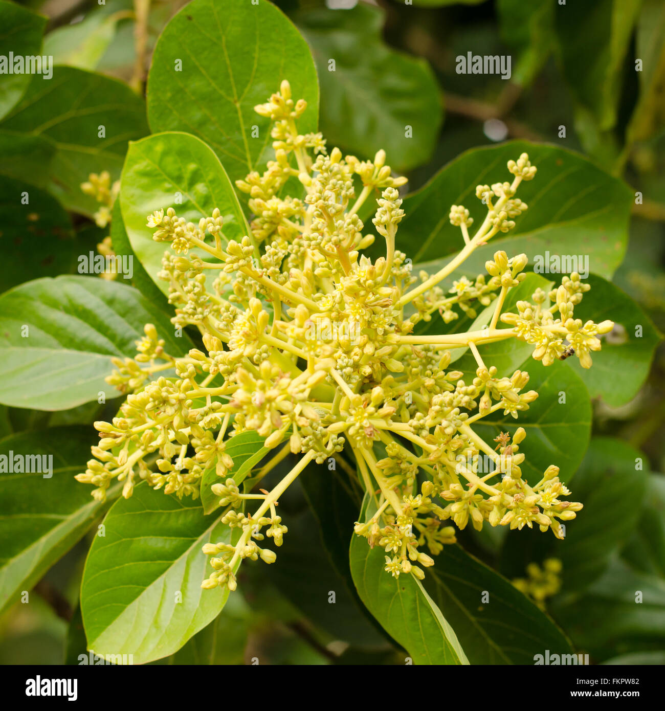 avocado tree with a lot of new flowers Stock Photo