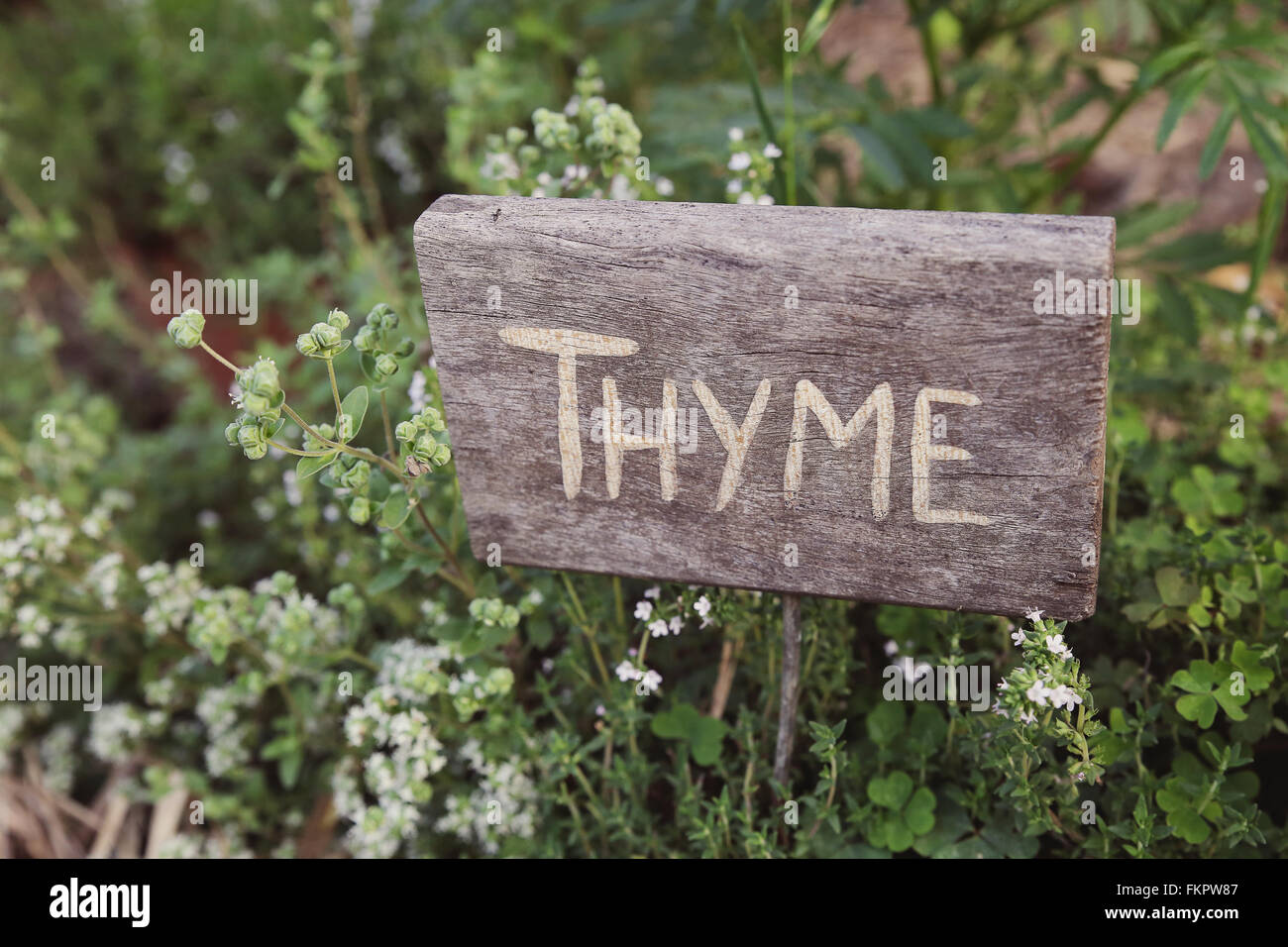 Rustic Herb markers, Thyme, vintage filter Stock Photo