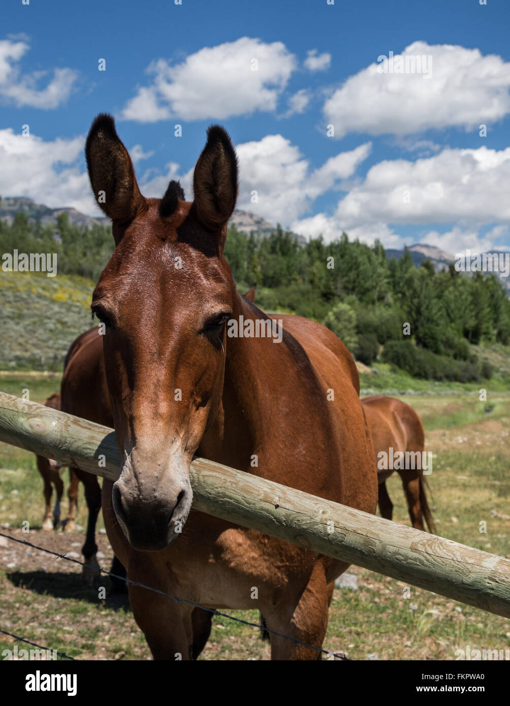 Jackson Hole Horses Stock Photo Alamy