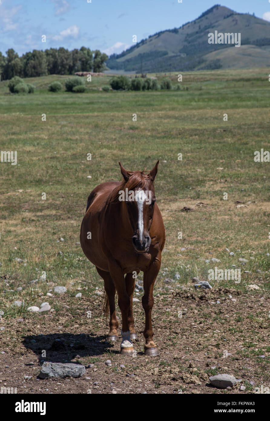 Jackson Hole Horse Stock Photo Alamy