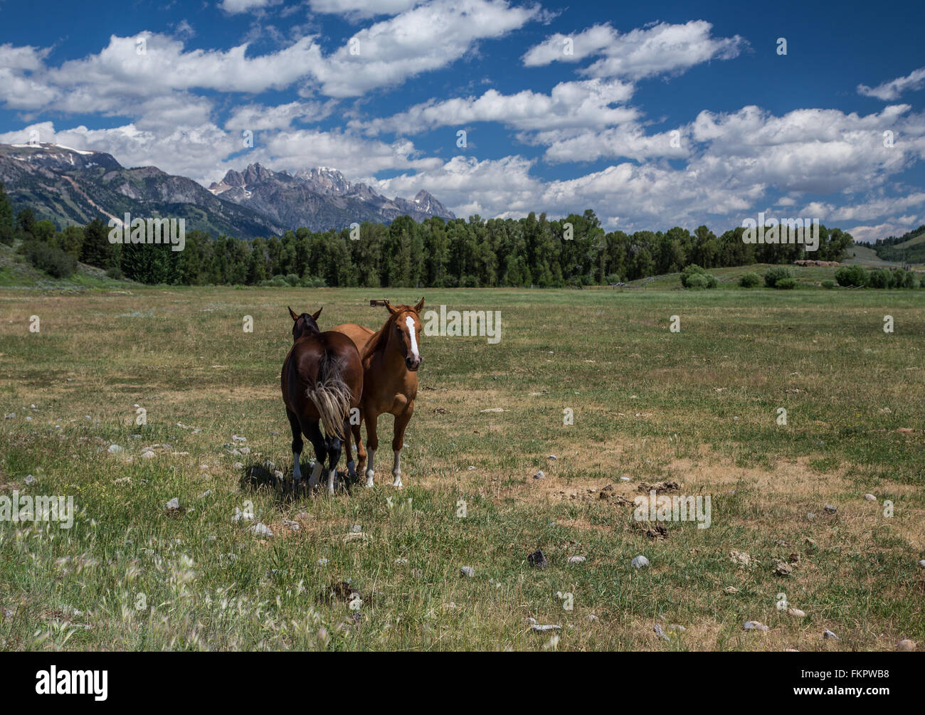 Jackson Hole Horses Stock Photo Alamy