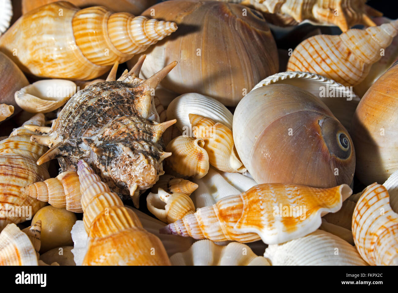 Still life of seashells photographed on a Queensland, Australia Beach Stock Photo Alamy