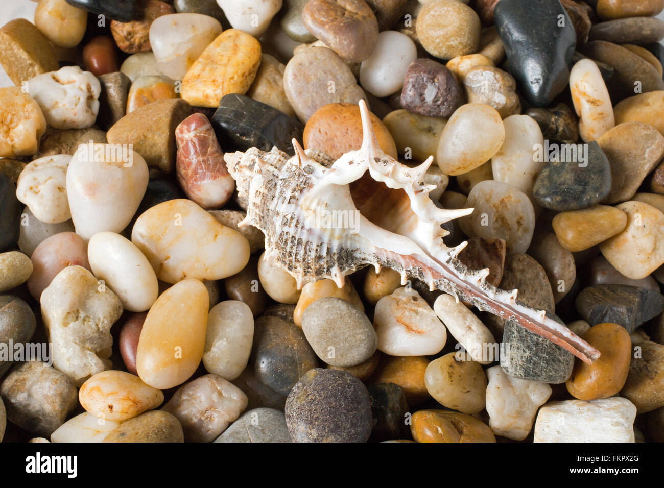 Still life of seashells photographed on a Queensland, Australia Beach Stock Photo