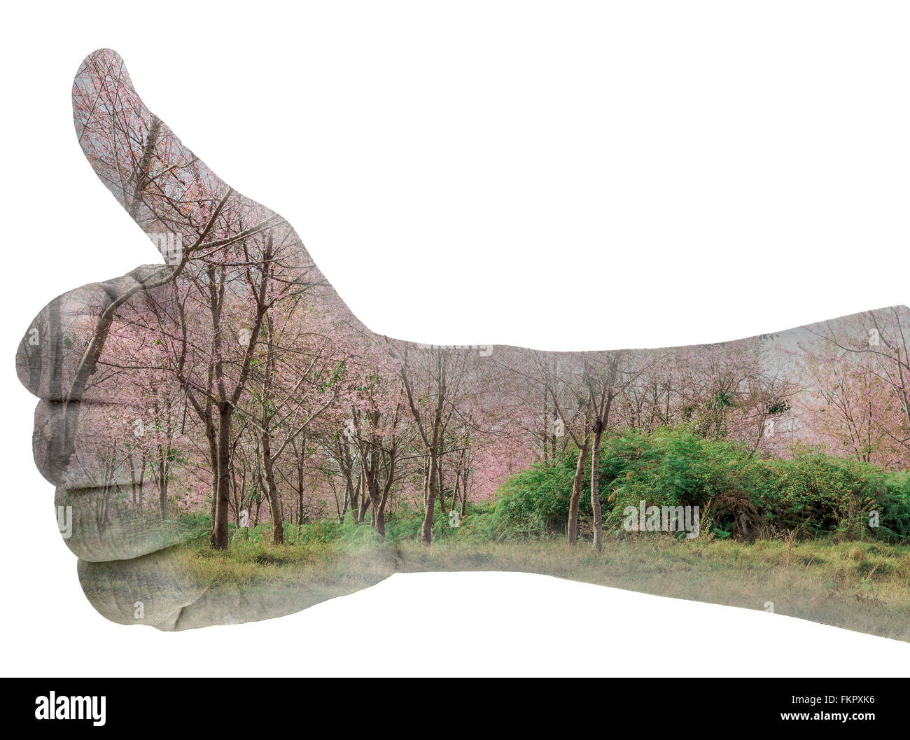 double exposure thumps up with Wild Himalayan Cherry tree in background Stock Photo