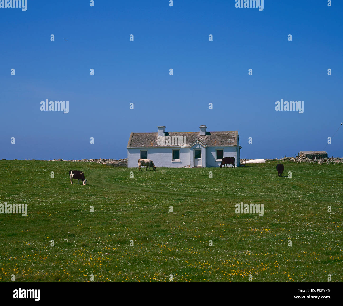 cattle grazing in front of abandoned cottage, Belmullet, Co Mayo, West coast of Ireland, Ireland Stock Photo