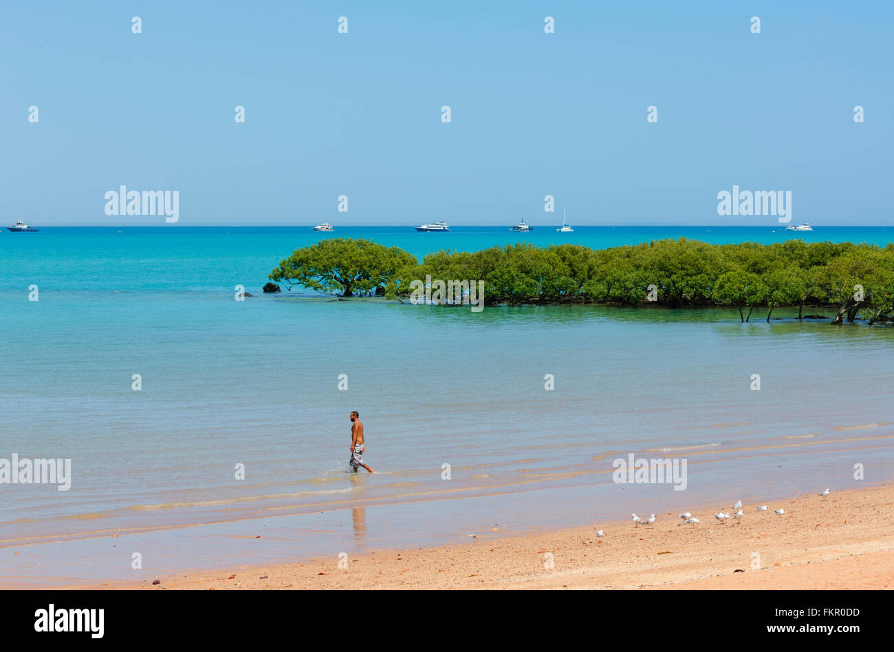 Coastal Mangrove at Town Beach, Broome, Western Australia Stock Photo