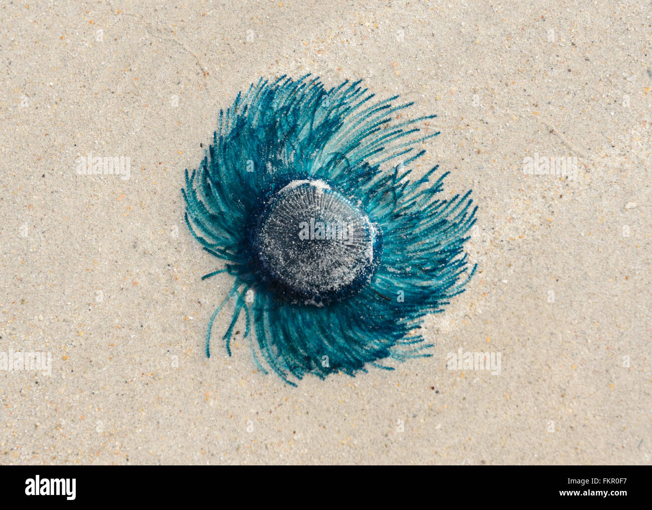 Blue Button Jellyfish (Porpita porpita), Cable Beach, Broome, Kimberley Region, Western Australia, WA, Australia Stock Photo