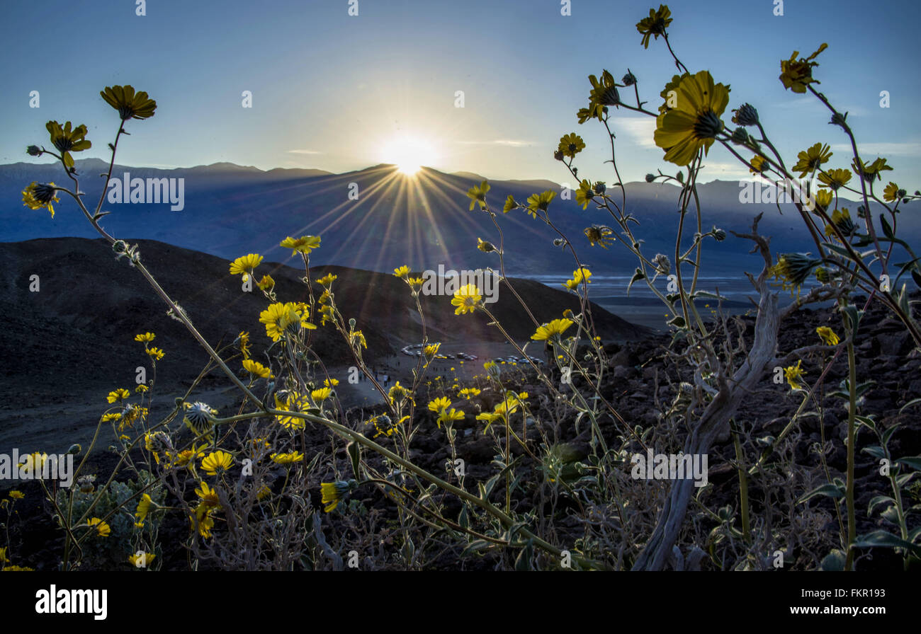 Death Valley National Park, California, USA. 9th Mar, 2016. Death Valley National Park, the hottest place on earth, is experiencing a 'super bloom' of wildflowers this year. El Ni''“o effects from the Pacific Ocean have brought needed moisture to drought stricken California. More than three inches of rain fell on parts of Death Valley during a storm in October, 2015, resulting in flooding and a the disturbance soil and seeds long dormant. Credit:  Bruce Chambers/ZUMA Wire/Alamy Live News Stock Photo