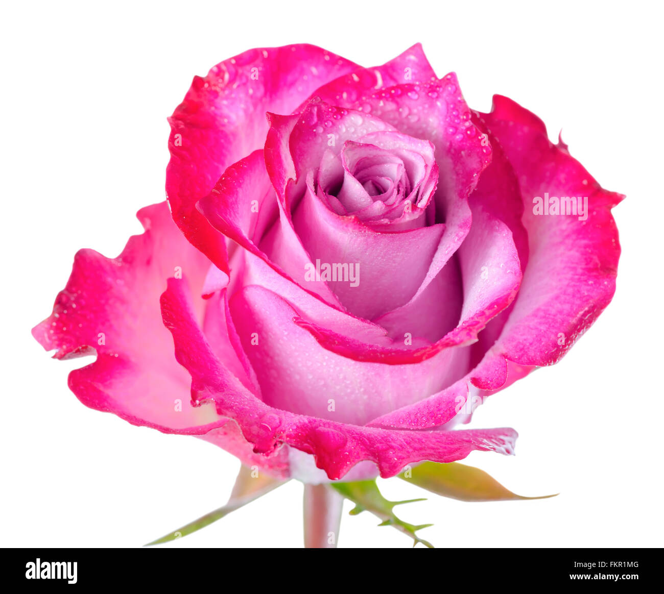 Close Up Of Abstract Romantic Beautiful Red Rose Flower Is