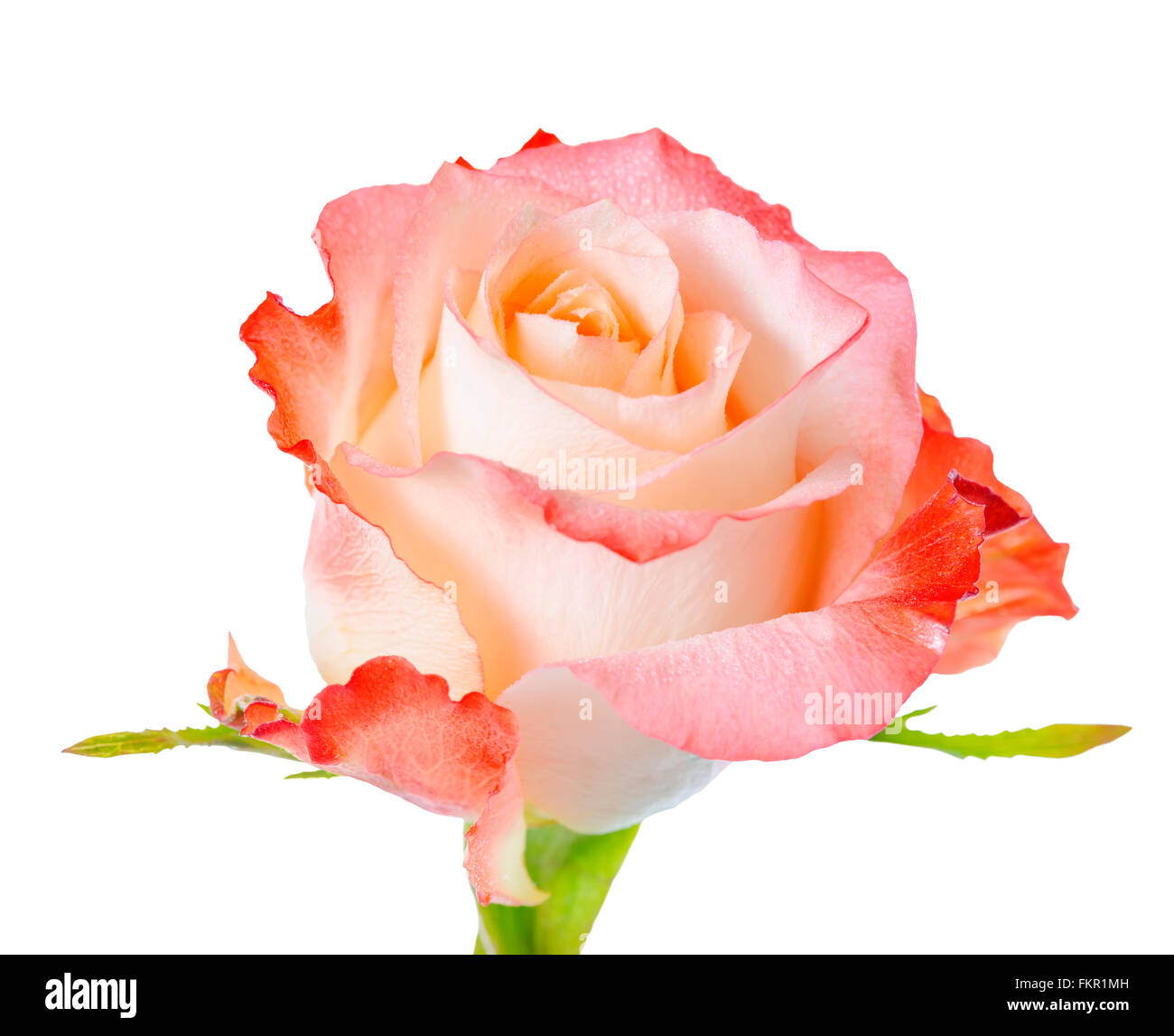 close up of abstract romantic beautiful orange rose flower is isolated on white background Stock Photo
