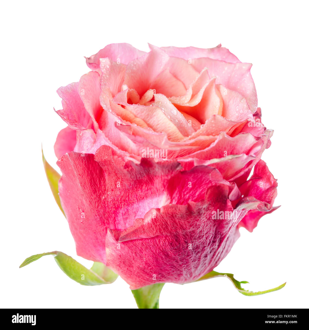 close up of abstract romantic beautiful red and pink rose flower is isolated on white background Stock Photo
