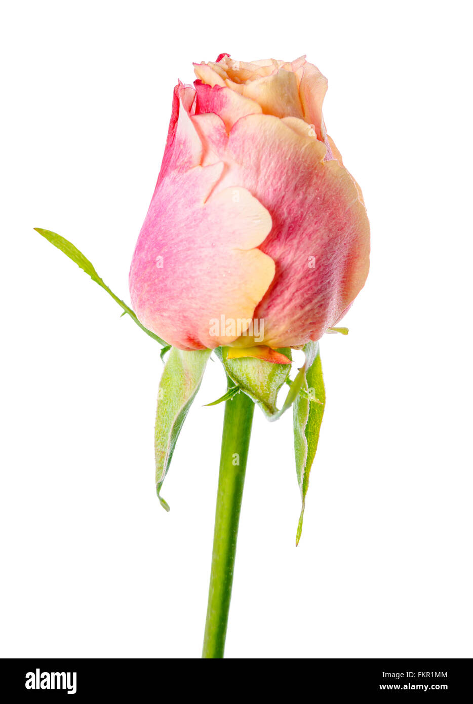 close up of abstract romantic beautiful yellow and pink rose flower bud is isolated on white background Stock Photo