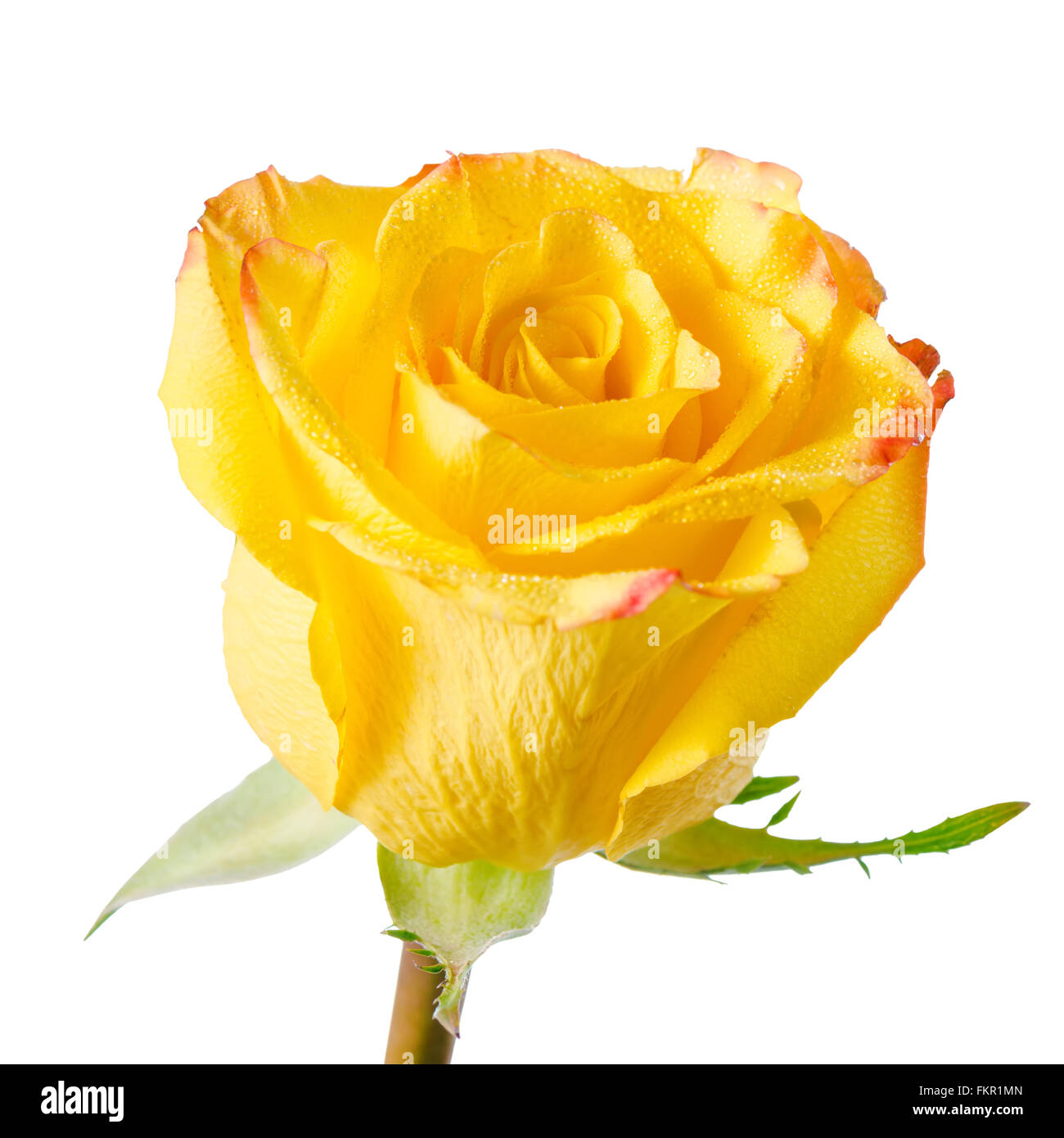 close up of abstract romantic beautiful yellow rose flower with dew is isolated on white background Stock Photo