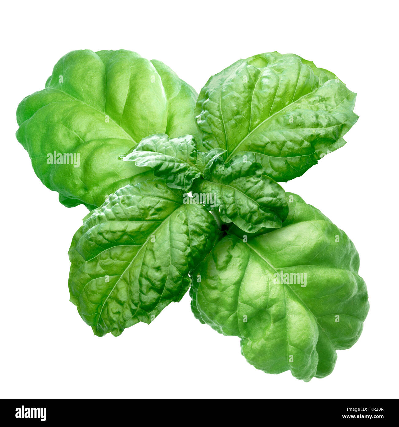 Ocimum basilicum mammoth basil hires stock photography and images Alamy