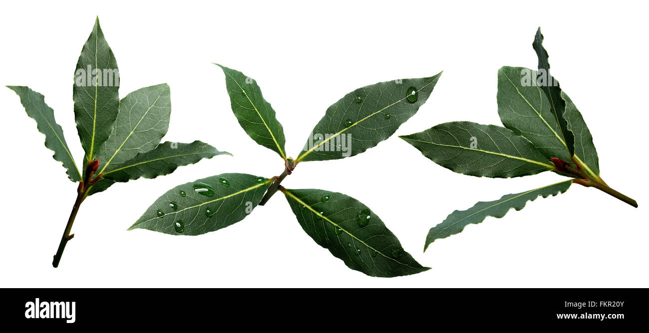 Set of sweet bay (laurel, Laurus nobilis,Grecian laurel) fresh leaves. Infinite depth of field, clipping paths Stock Photo