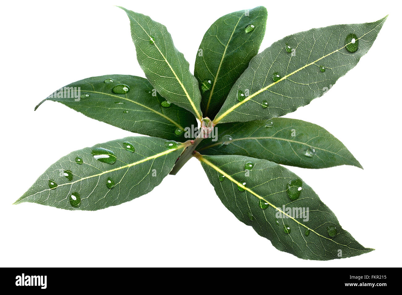 Sweet bay (laurel, Laurus nobilis,Grecian laurel) fresh leaves covered with water drops. Infinite depth of field, clipping path Stock Photo