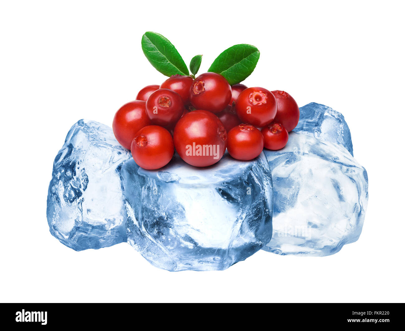 Heap of wild lingonberries freezing on rough crushed ice. Clipping paths for both berries and whole composite Stock Photo