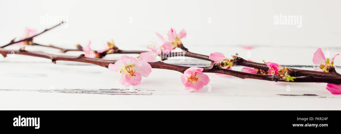 header of cherry blossom on white wooden vintage background Stock Photo